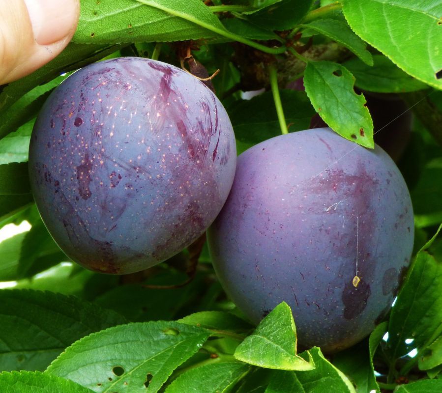 نهال آلو سیاه