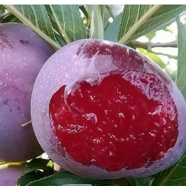 خرید نهال آلو خونی