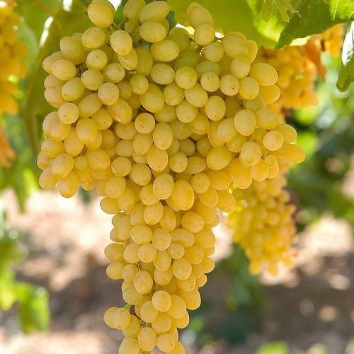 خرید نهال انگور کشمشی