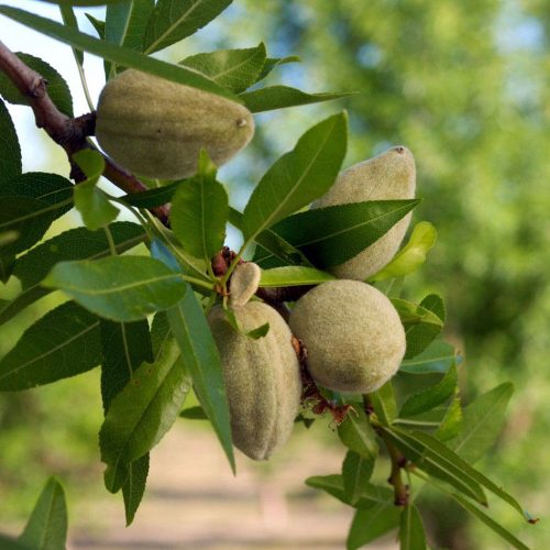 خرید نهال بادام سهند