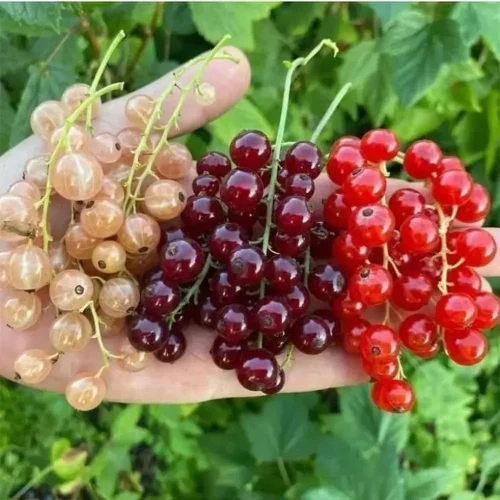 خرید نهال انگور ردکارنت