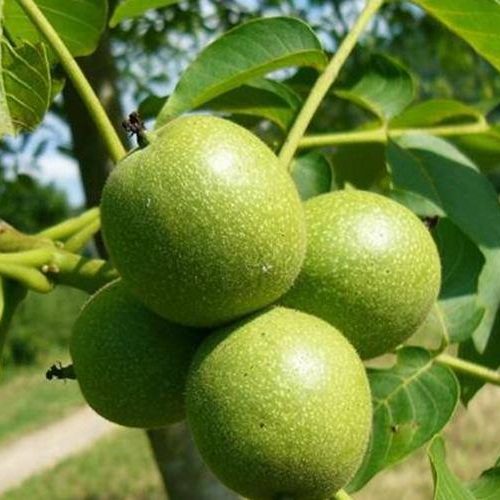 خرید نهال گردو بذری