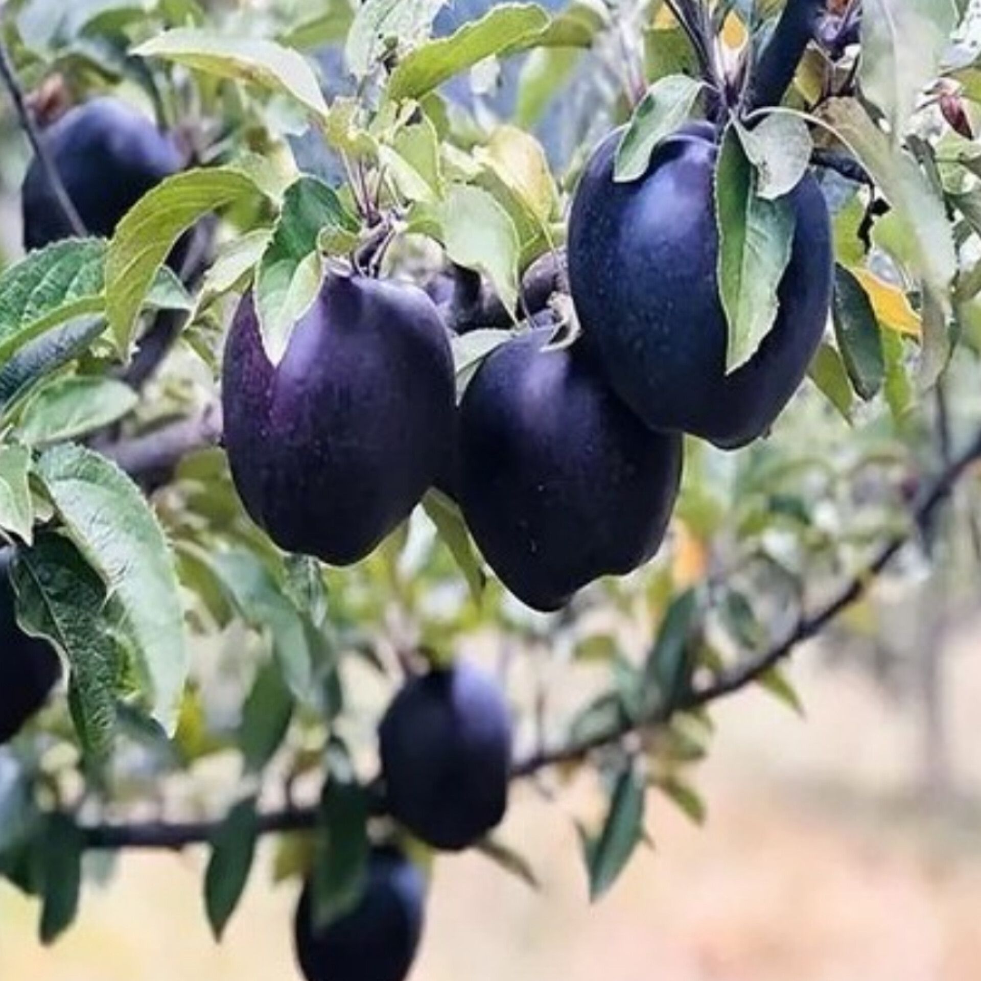 خرید نهال سیب جرومین