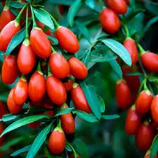 خرید نهال گوجه بری