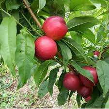 خرید نهال شلیل سان کینگ 