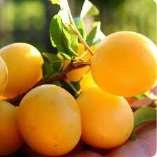 خرید نهال الو بخارا