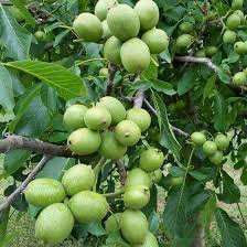 خرید نهال گردو شیلی