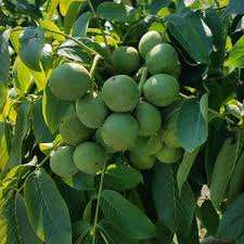 خرید نهال گردو ژنوتیپ