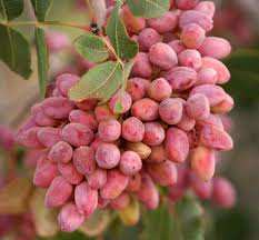 خرید نهال پسته پیوندی اکبری