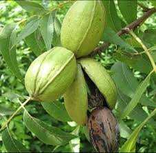 نهال گردو پکان