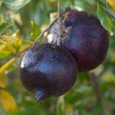 خرید نهال انار پوست سیاه