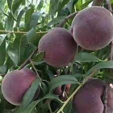 خرید نهال هلو خونی