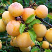 خرید نهال آلو قطره طلا