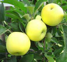 خرید نهال سیب زرد لبنان