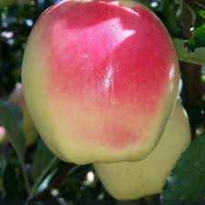 خرید نهال سیب روزا