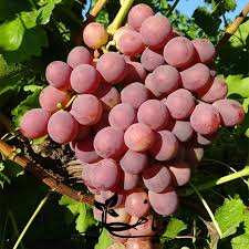 خرید نهال انگور رد گلوب