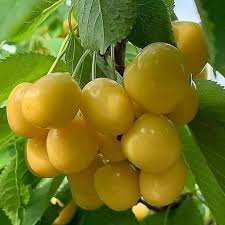 خرید نهال گیلاس زرد ارومیه