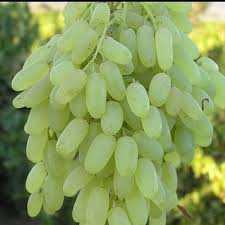 نهال انگور حسینی