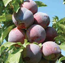 خرید نهال آلو شابلون میان رس