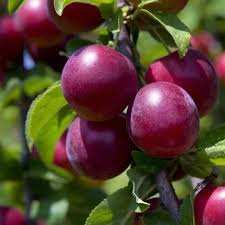 خرید نهال آلو سانتروزا