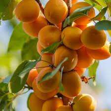 خرید نهال زردالو نصیری