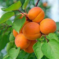 نهال زردالو زودرس