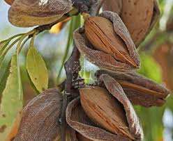 نهال بادام شمشیری