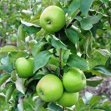 نهال سیب سبز فرانسوی