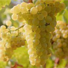 نهال انگور بیدانه سفید