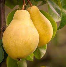 تولید نهال بادام شاه میوه