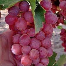 خرید نهال انگور قرمز