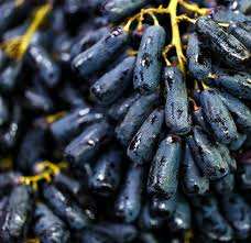 خرید نهال انگور موندراپ