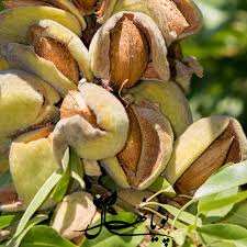 خرید نهال بادام مامایی