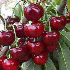 خرید نهال البالو مجاری