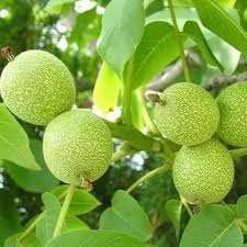 خرید نهال گردو آلتای