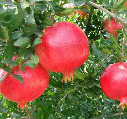 نهال انار بی دانه ژله ای