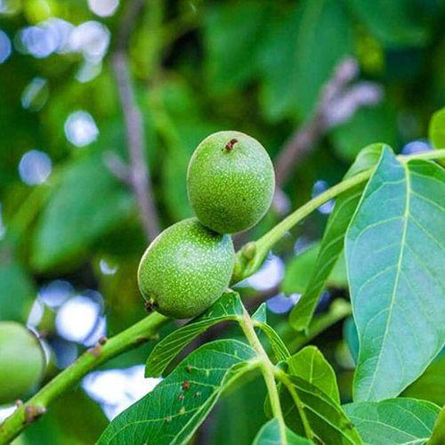 خرید نهال گردو اریانا