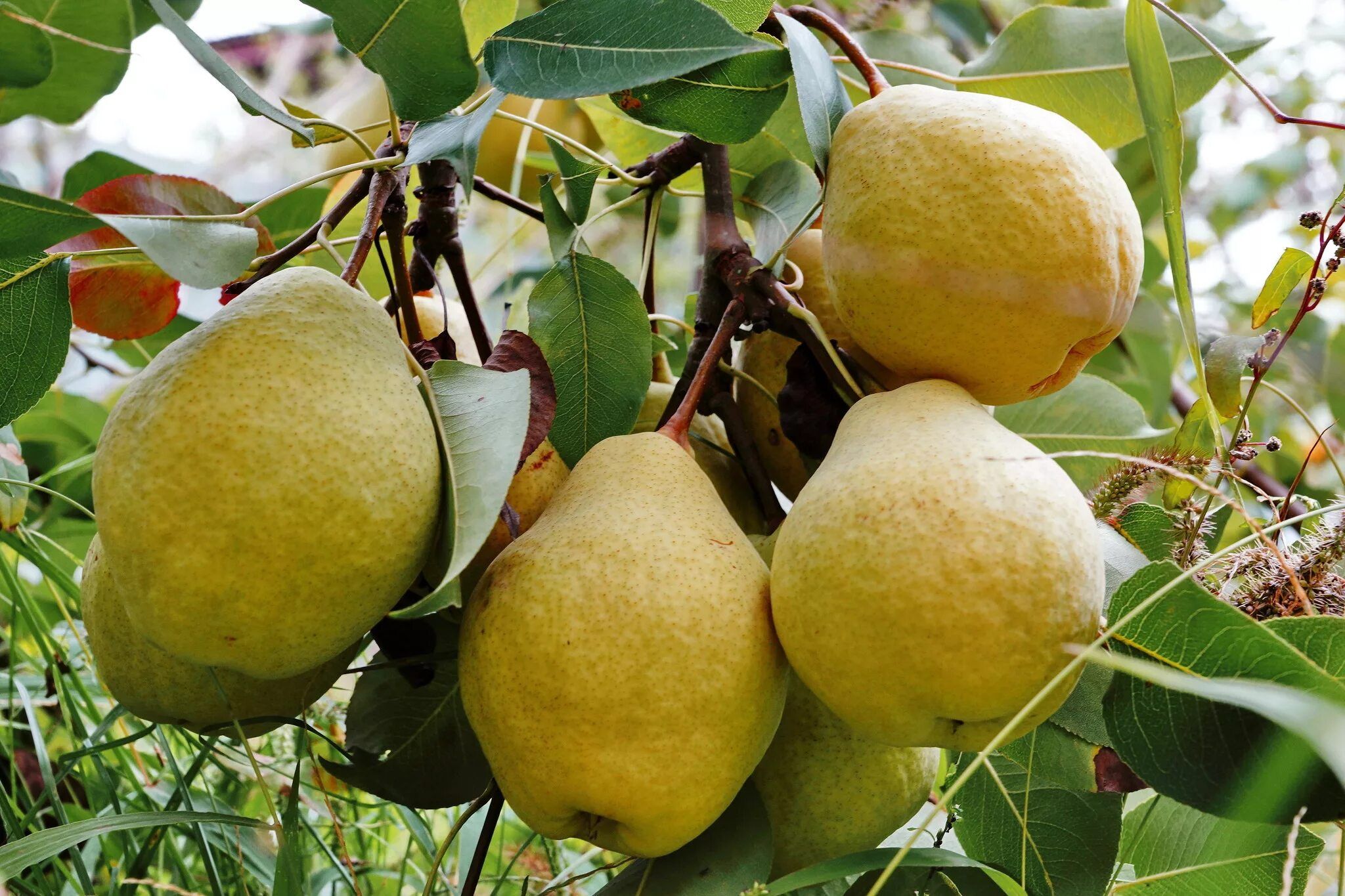 نهال گلابی ویلیام دوشیز