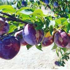 خریدنهال الو میروبالان