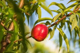 خرید نهال شلیل سان گلد 