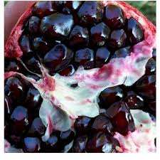 خرید نهال انار سیاه انه