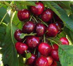 نهال گیلاس پایه رویشی