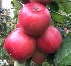 نهال سیب مشهد