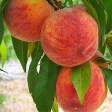 خرید نهال هلو زعفرانی