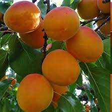 نهال زردالو پرتقالی