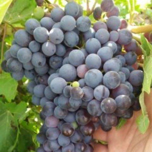 نهال انگور خلیلی