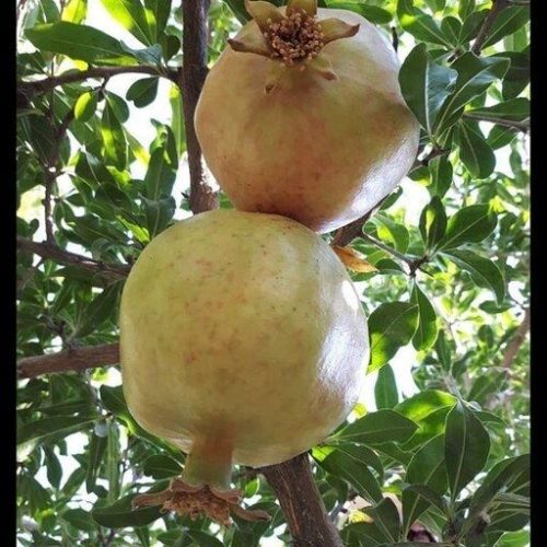 خرید نهال انار سفید