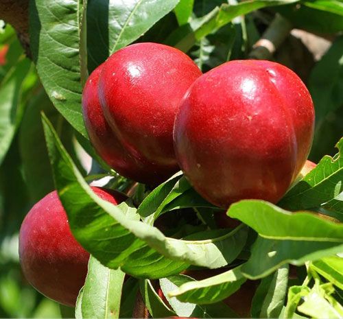 نهال شلیل شبرنگ