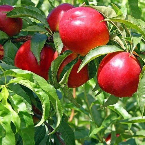 خرید نهال شلیل سان کینگ