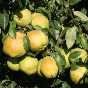 نهال گلابی دوچی